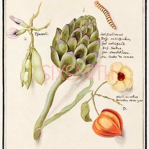 Artichoke Vintage Drawing Fine Art Giclee Print